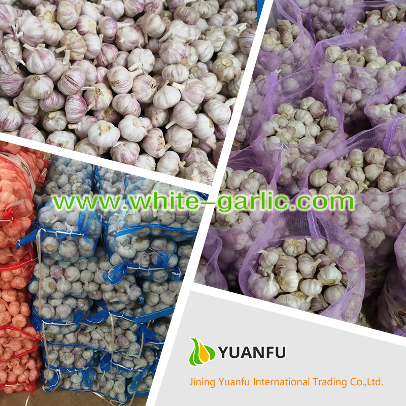 garlic exporters